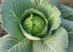 Kohl