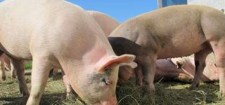 Schweine