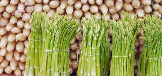Spargel