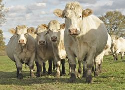 Charolais-Rinder