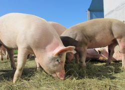 Schweine
